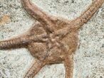 Double Starfish/Brittle Star Fossil - inches #4075-2